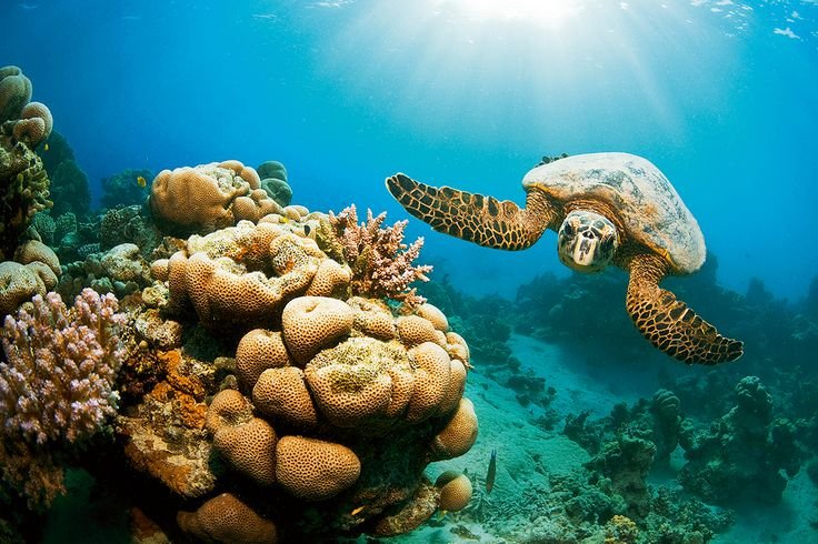 Coral Garden Snorkeling & Diving Cruise
