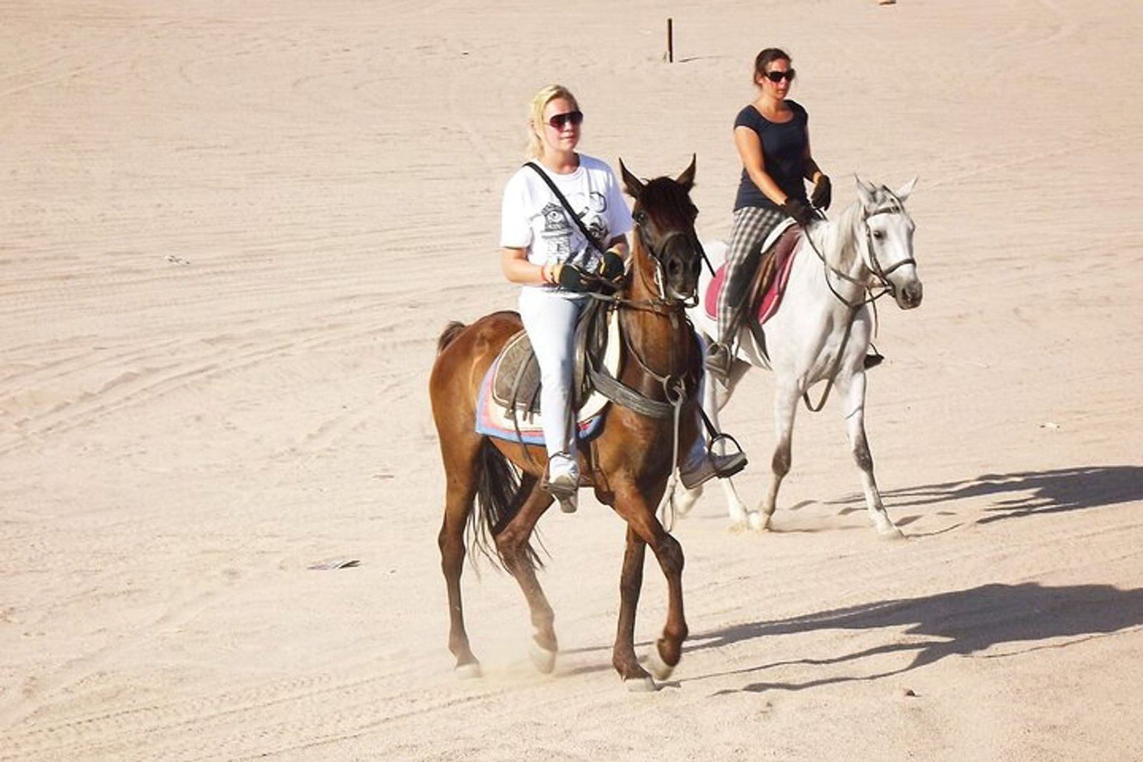 Horse Riding - Camel Riding in Hurghada