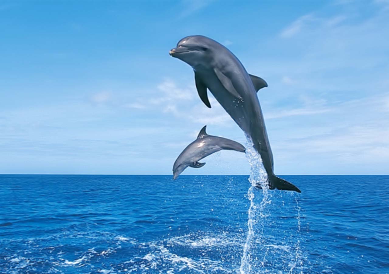 Hurghada Boat Trip to Dolphin House and Snorkeling