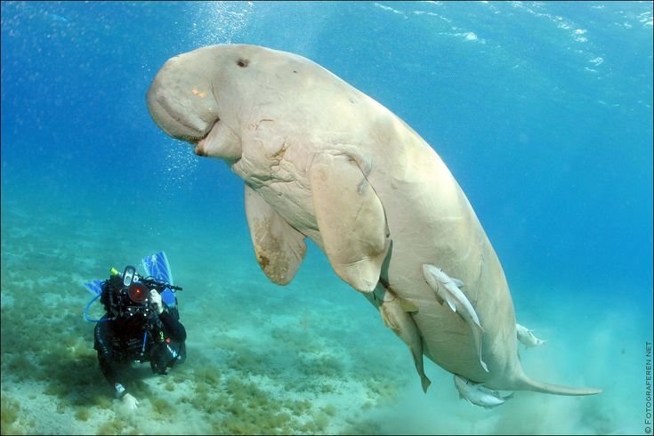 Marsa Mubarak 2-Dive Scuba Diving Tour
