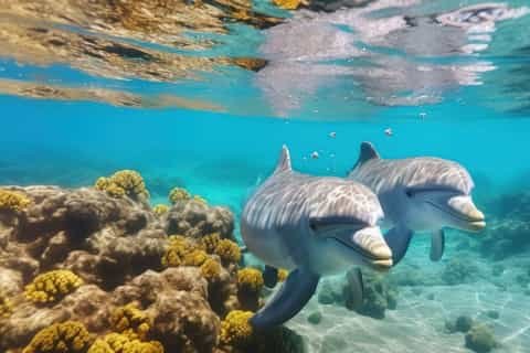 Sataya Dolphin Reef Snorkeling Tour